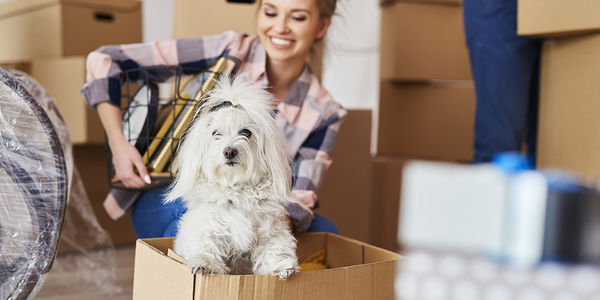 Helping Pets Adjust to a New Home