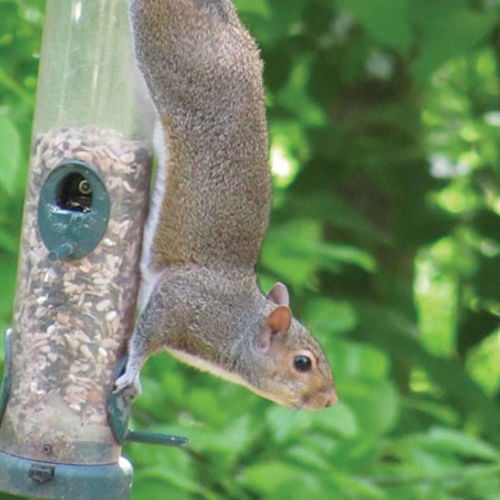 Birdfeeder Battleground