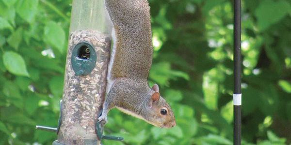 Birdfeeder Battleground