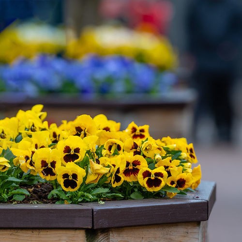 The Best Plants to Plant This Spring
