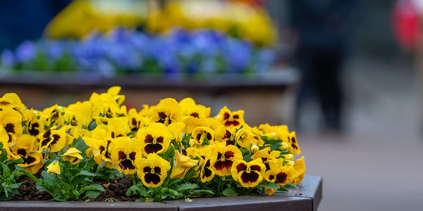 The Best Plants to Plant This Spring