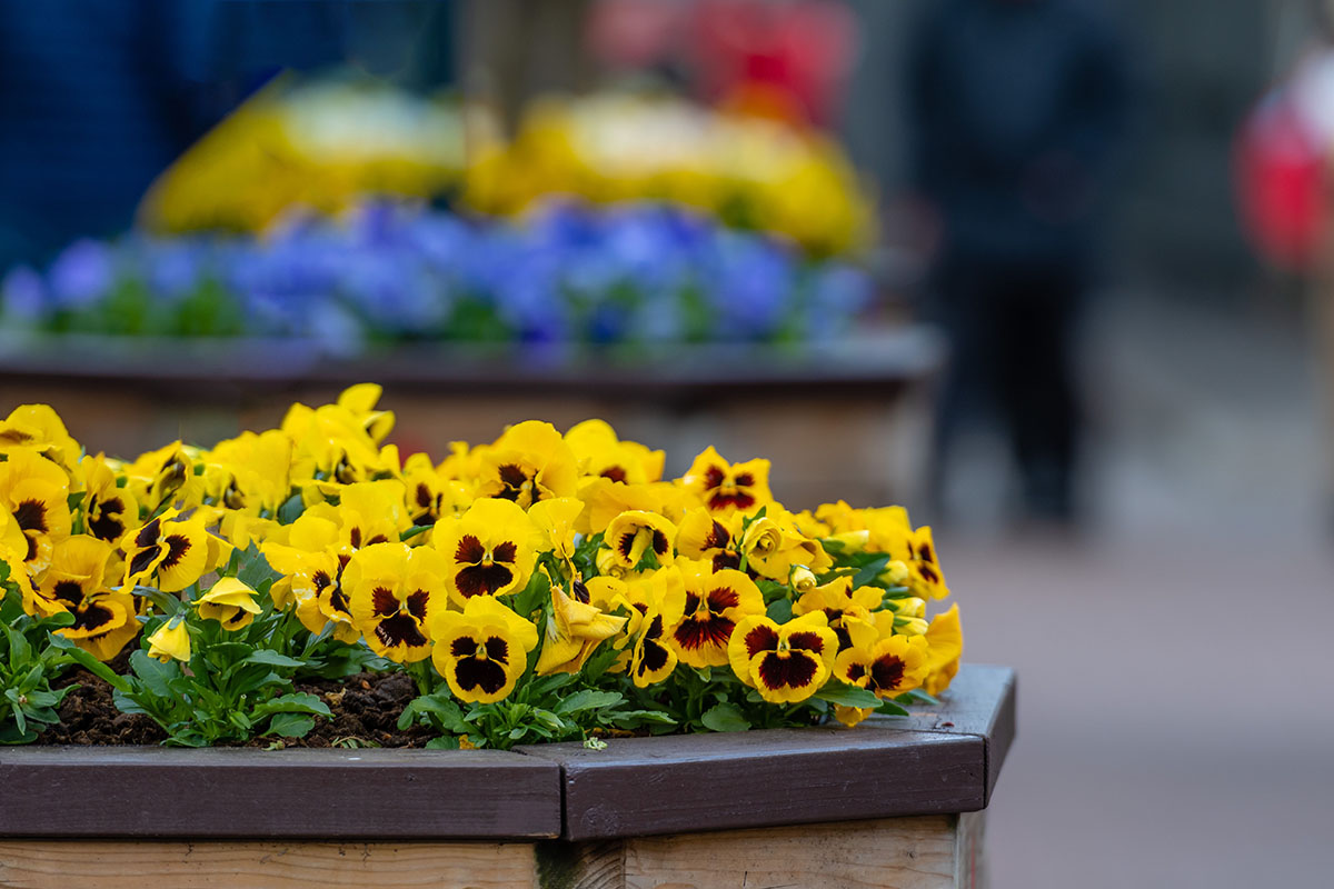 Viola yellow and brown pansy flower or yellow violets - Image