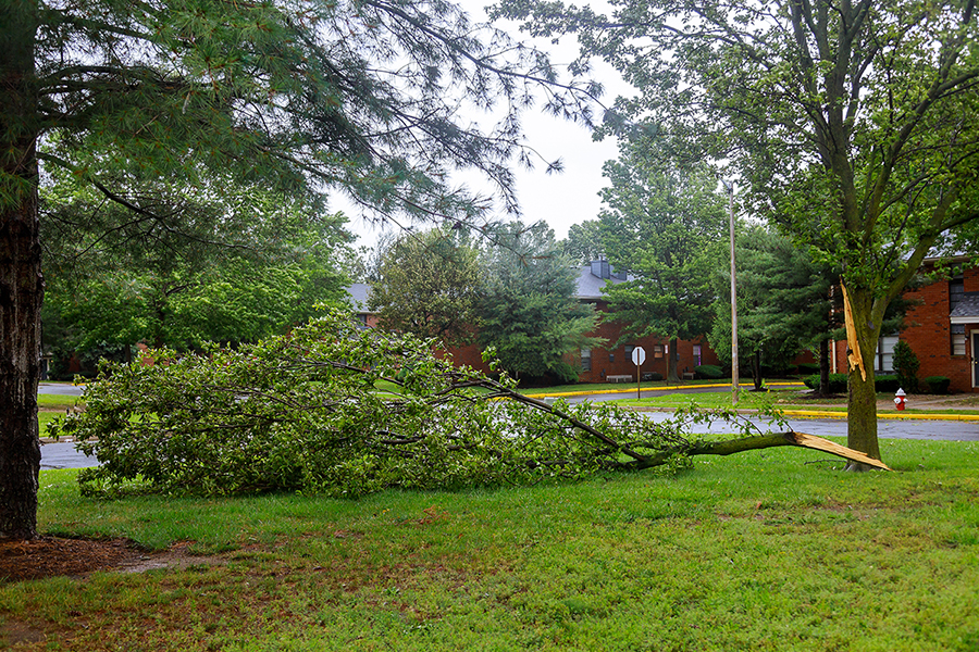 Broken tree fall down block the damages after of night hurricane storm