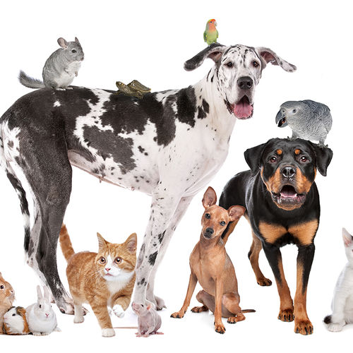 Keeping Your Home & Pets Calm: Essential Tips for Showings with Pets