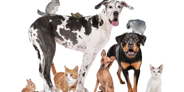 Keeping Your Home &amp; Pets Calm: Essential Tips &hellip;