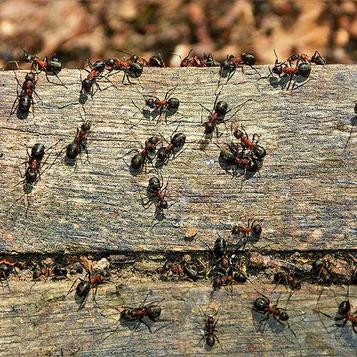 Antastic Solutions: Conquering Common Ant Problems with Susan Brewer Service First Real Estate