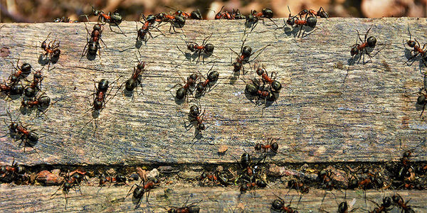 Antastic Solutions: Conquering Common Ant Problems with Susan &hellip;