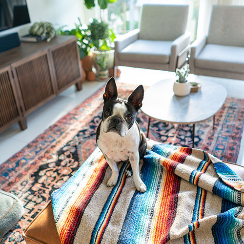 Preparing Your Home for Your First Pet