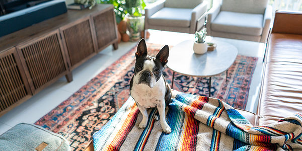 Preparing Your Home for Your First Pet