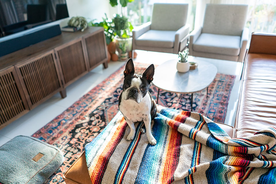 boston-terrier-dog-sitting-on-couch-in-a-cool-livi-2023-11-27-05-16-00-utc