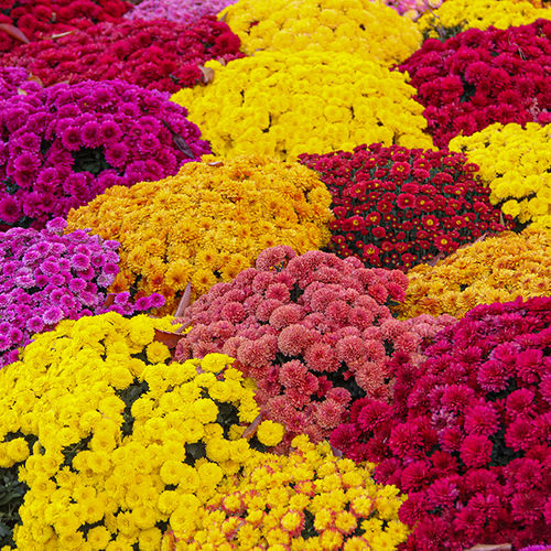 Fall in Love with Color: Landscaping and Flower Pot Ideas for Autumn