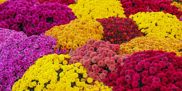 Fall in Love with Color: Landscaping and Flower &hellip;