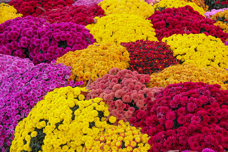 colorful-textured-chrysanthemum-or-best-known-mums-2023-11-27-05-22-37-utc
