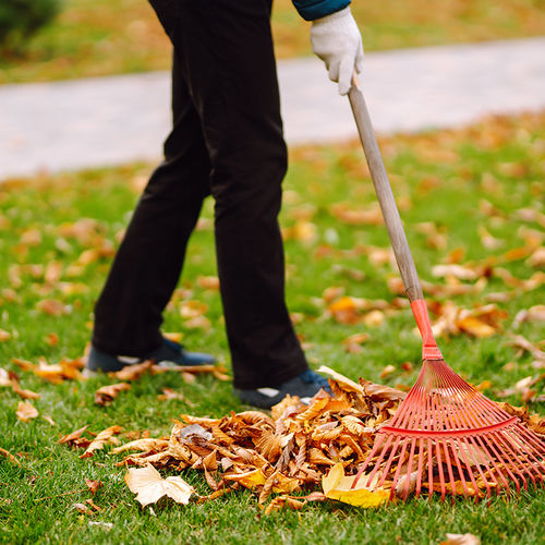 Rake Like a Pro: 5 Tips for a Leaf-Free Lawn