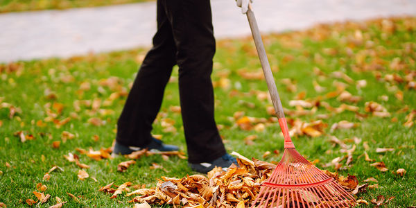 Rake Like a Pro: 5 Tips for a &hellip;