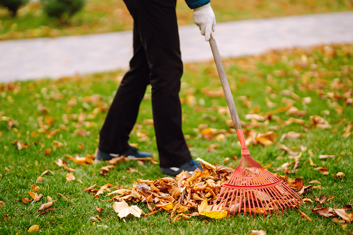 Rake with fallen leaves in autumn. Man cleans the autumn park from yellow leaves. Volunteering.