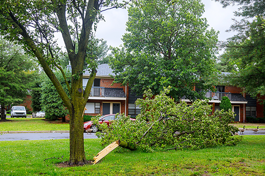The fallen trees in the after a storm damage