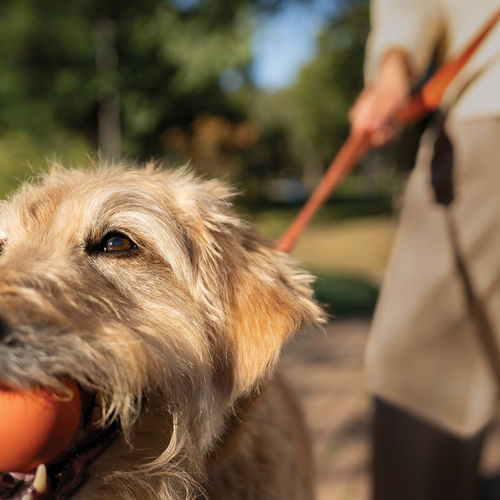 3 Ways Dogs and Dog Owners can Accomplish Resolutions Together