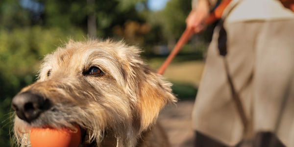 3 Ways Dogs and Dog Owners can Accomplish &hellip;