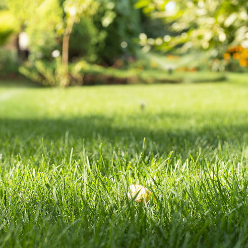 Green Thumbs Up! 5 Tips for a Lush Lawn This Summer