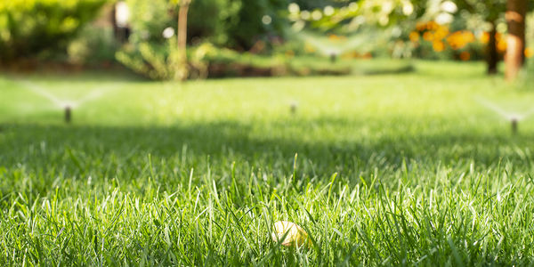 Green Thumbs Up! 5 Tips for a Lush &hellip;