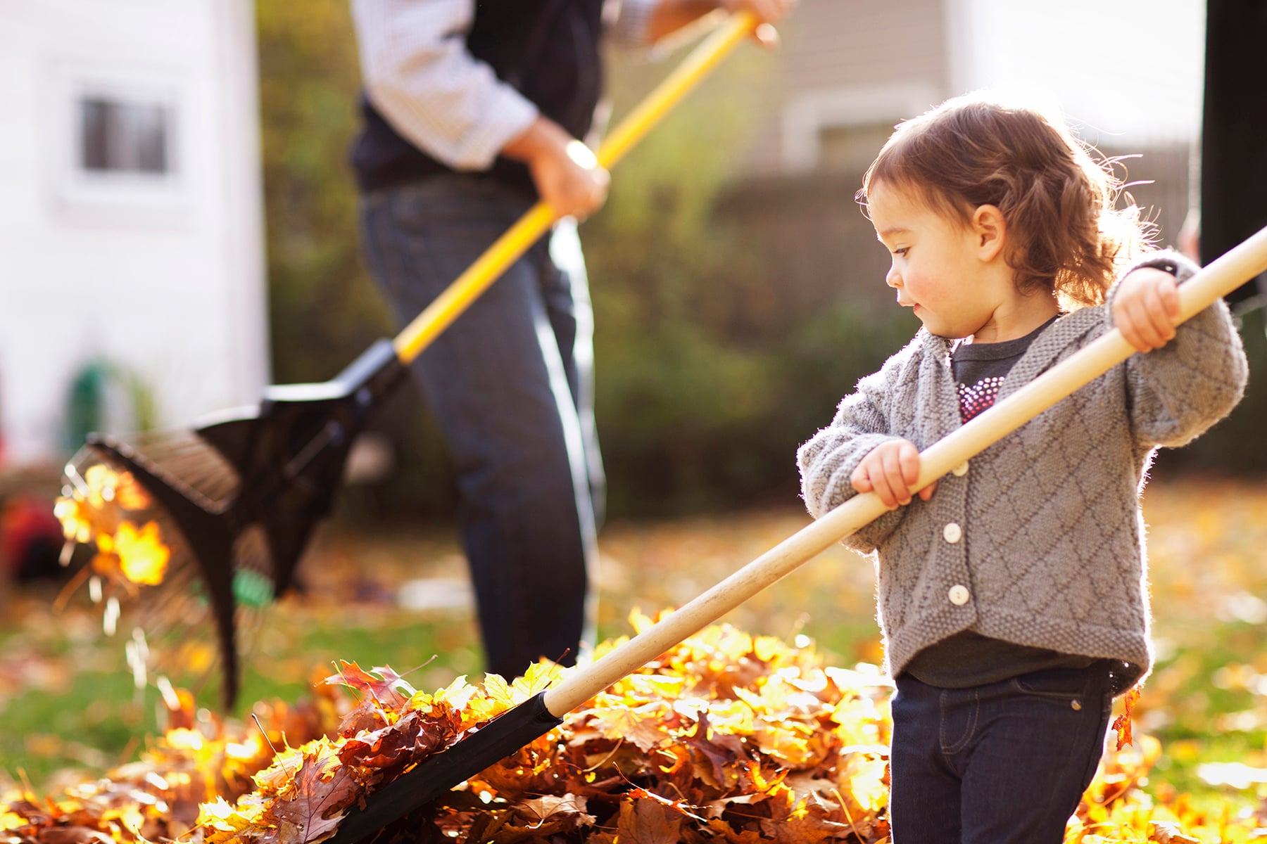 Daughter And Father Cleaning Leaves From Field