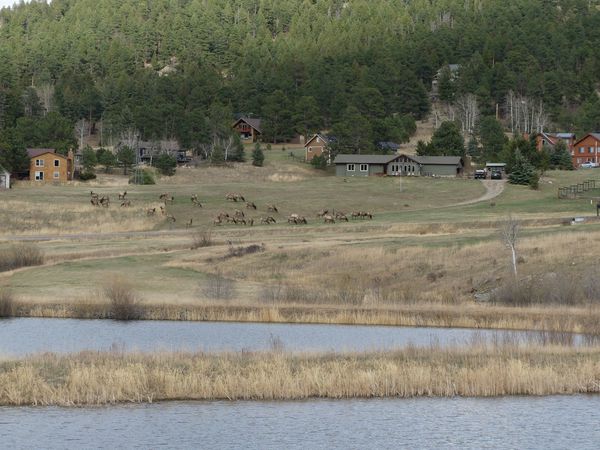 Evergreen Meadows