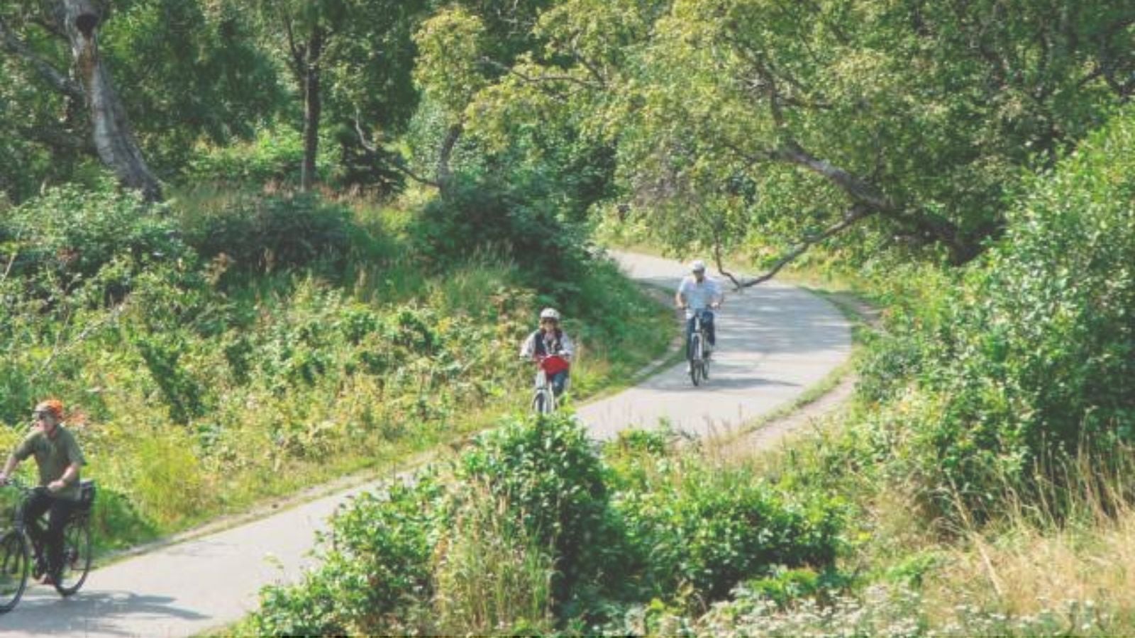 Cyclists riding on a wooded paved trail in Anchorage during summer