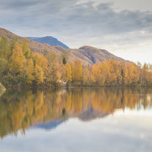 Fall foliage near Anchorage Alaska 4