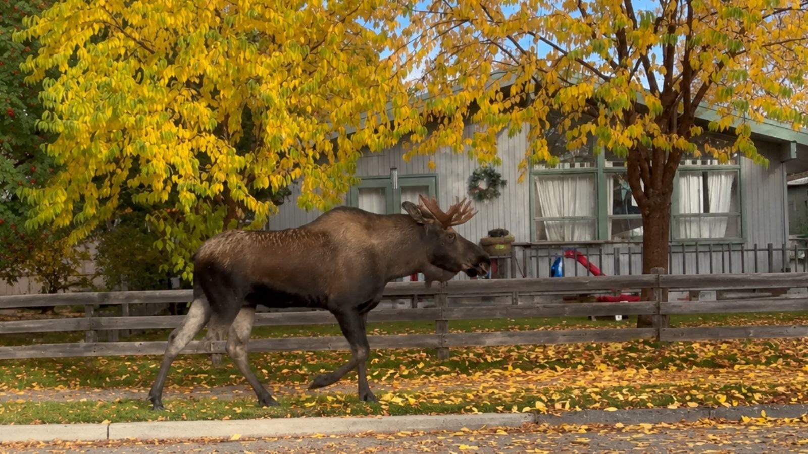 Moose in an Anchorage neighborhood near homes