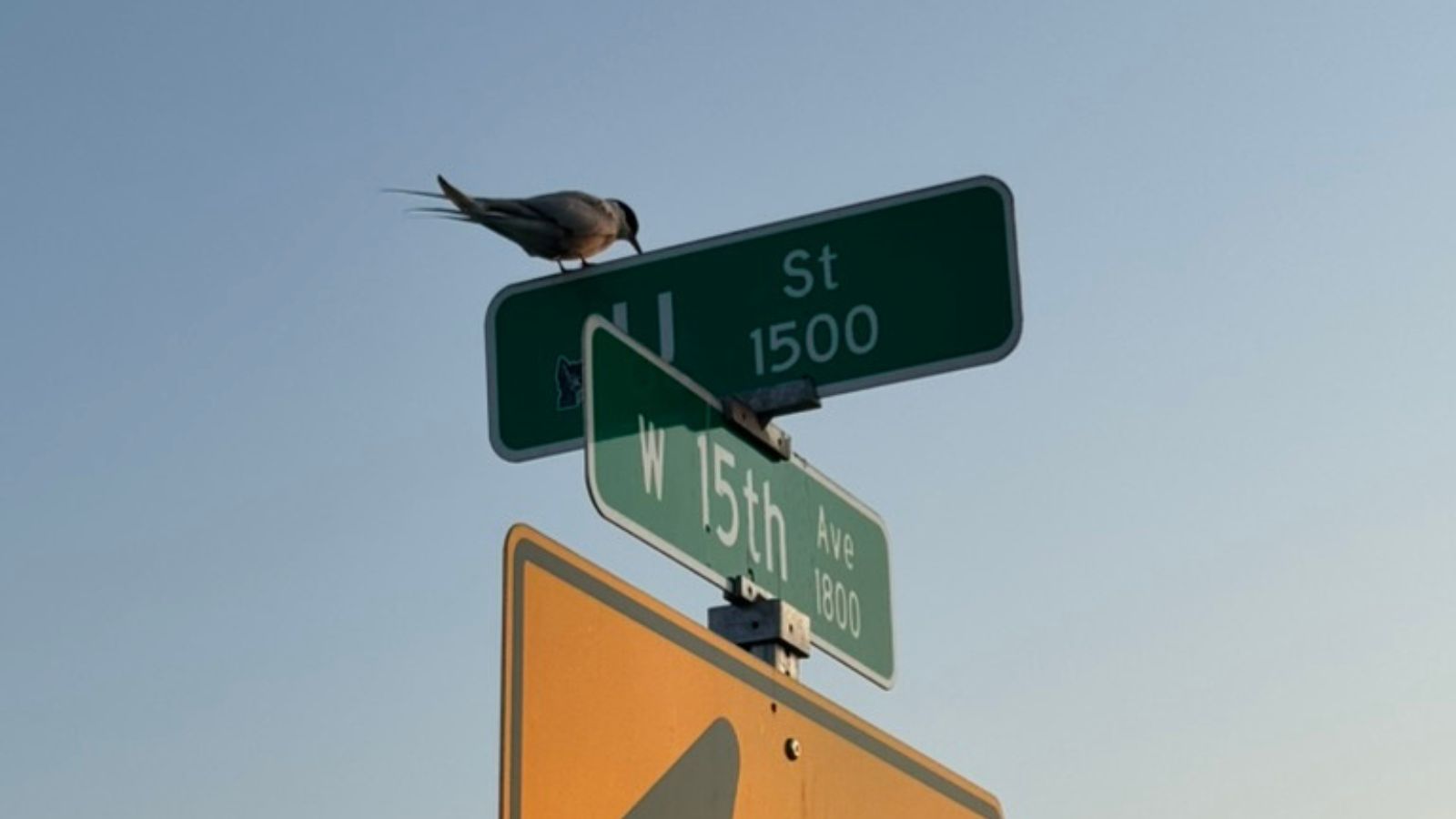 Raven perched on Anchorage street signs near 15th Avenue and U Street