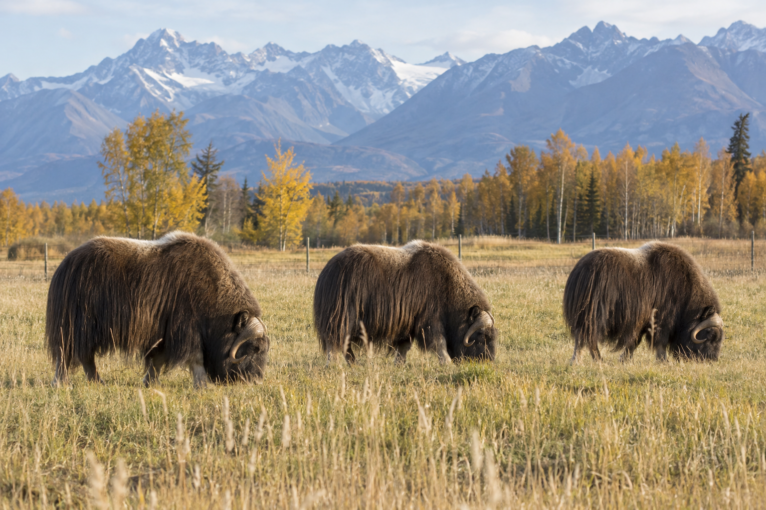 Musk oxen on a Palmer farm during the fall season