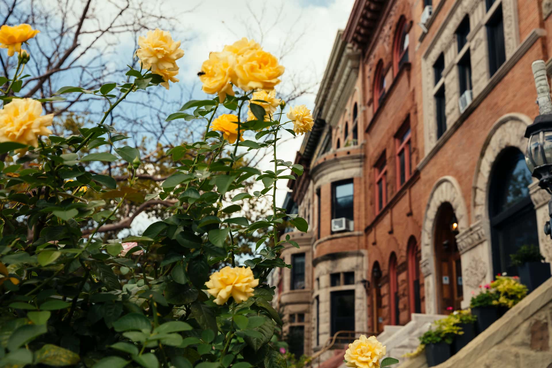 Crown Heights