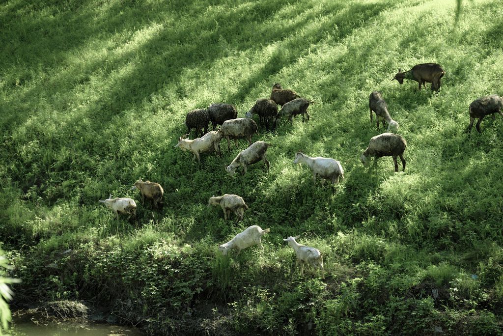 A working herd of goats spread across a grassy hillside slope