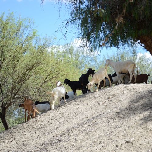 Why Goats Clear the Hillsides in the Conejo Valley Instead of Landscapers