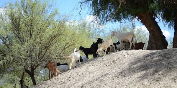 Why Goats Clear the Hillsides in the Conejo &hellip;