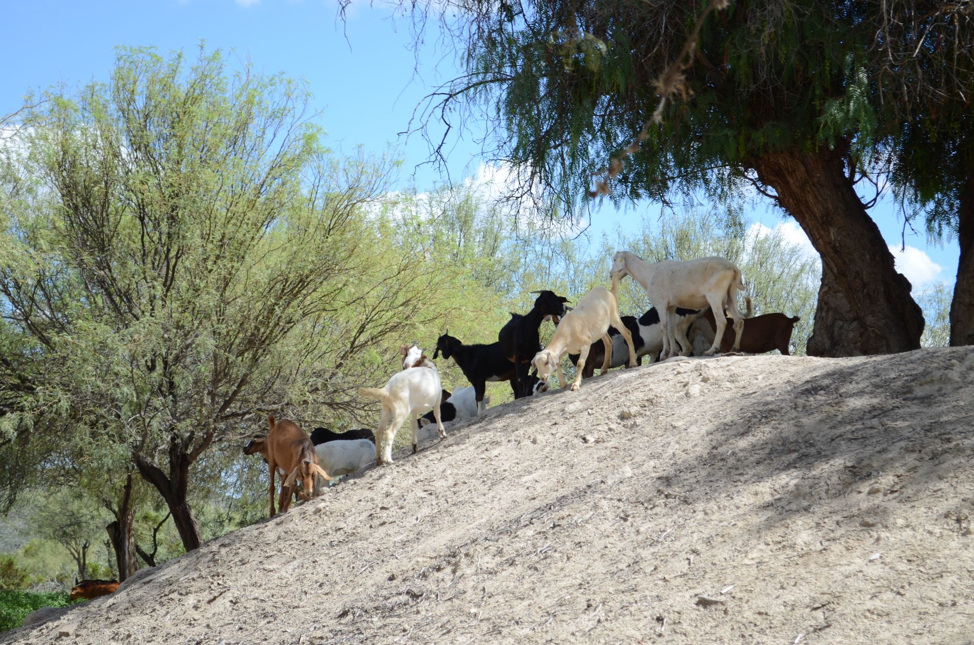 A herd of goats grazing across a dry, steep hillside