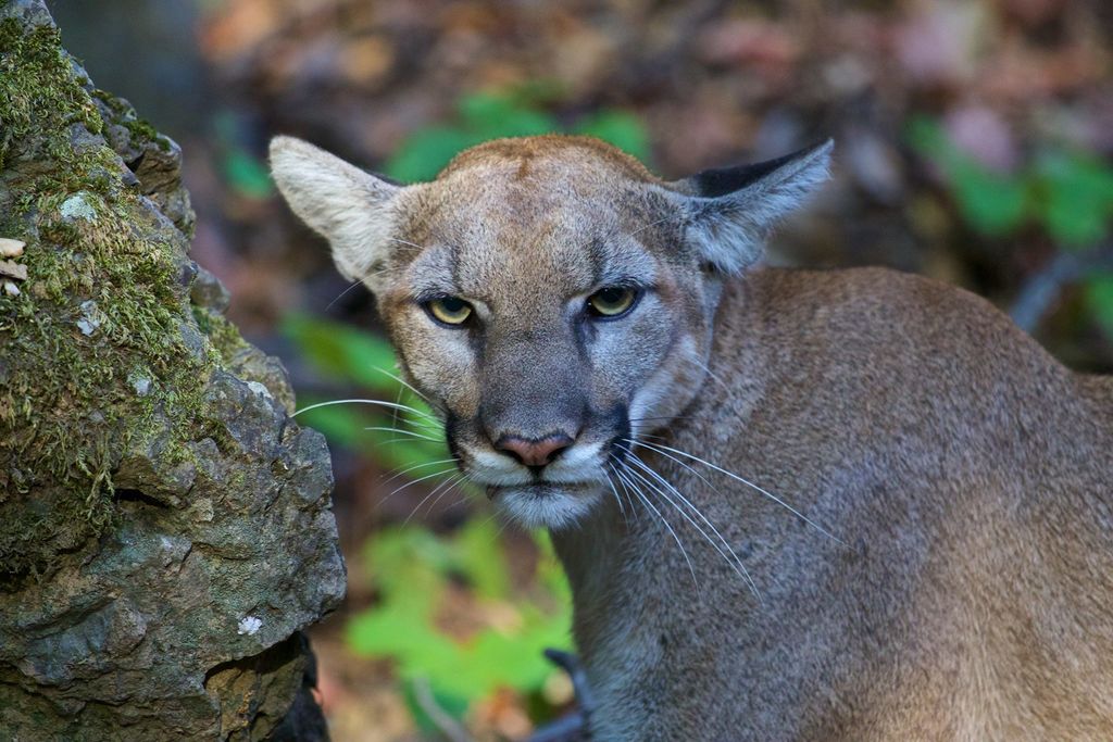 A mountain lion photographed in the Santa Monica Mountains National Recreation Area