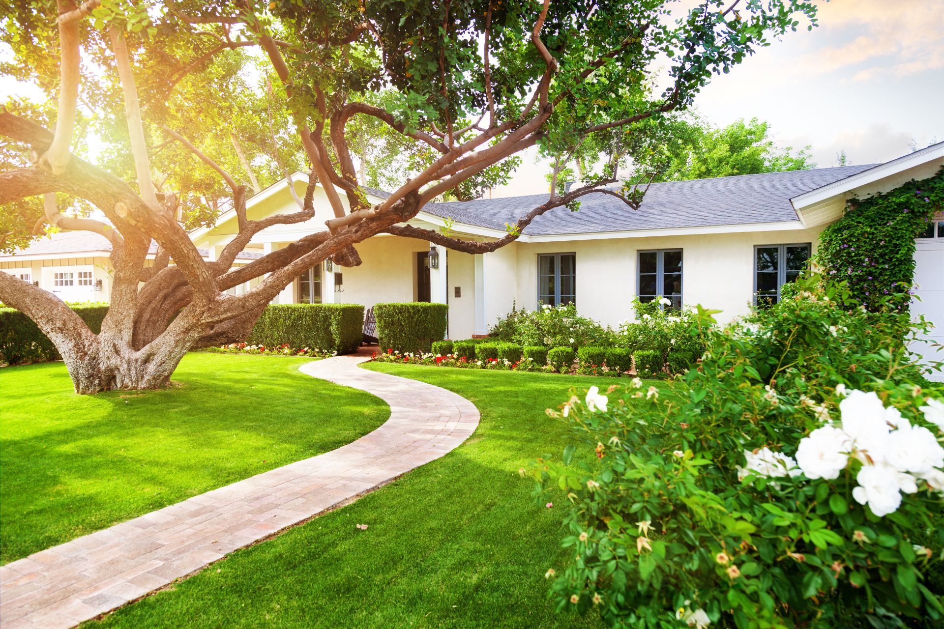 Beautiful white color single family home in Phoenix, Arizona USA with big green grass yard, large tree and roses (1)