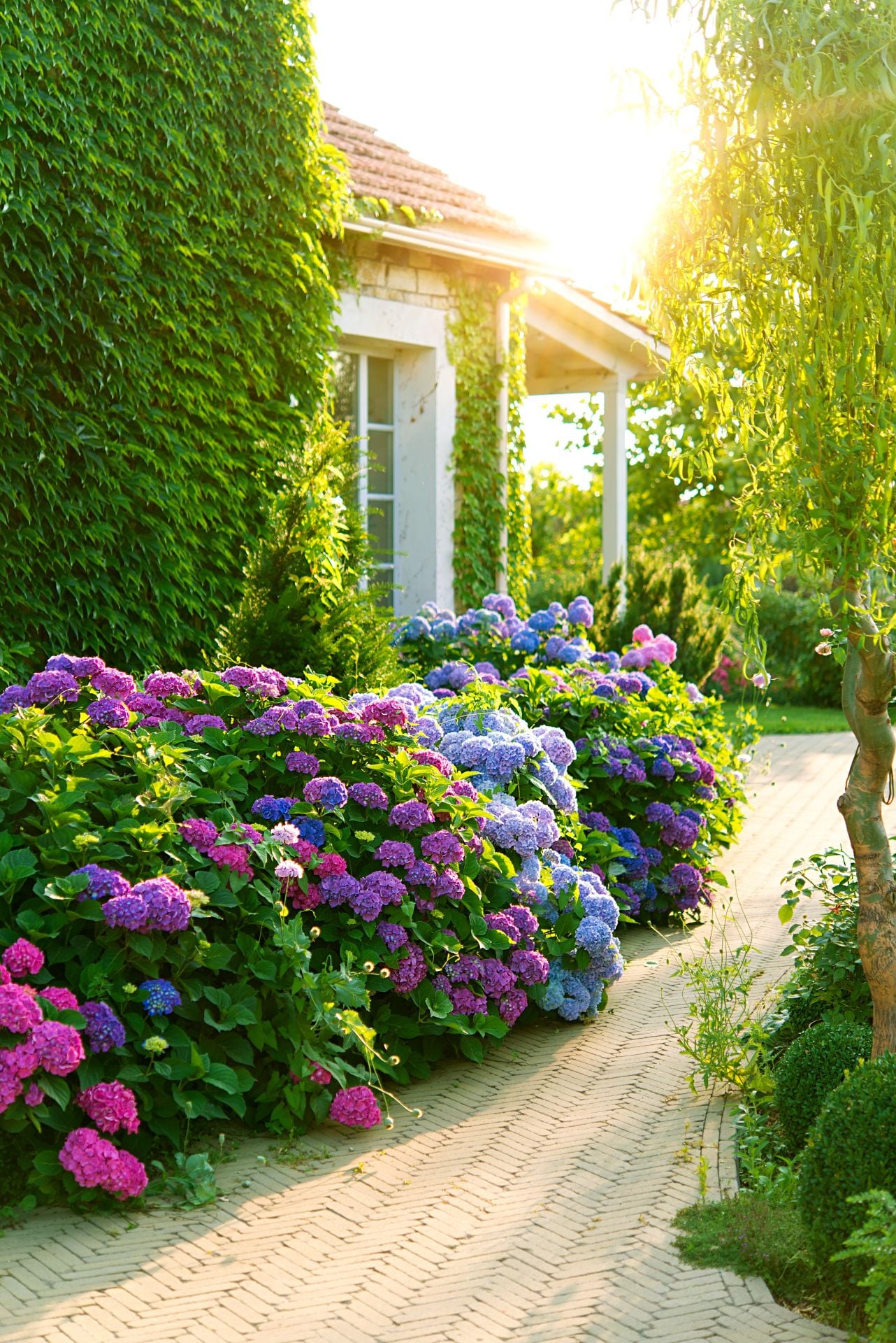 Aesthetic path near the house. Beautiful garden with hydrangeas. Blue, pink hydrangea flowers are blooming in summer