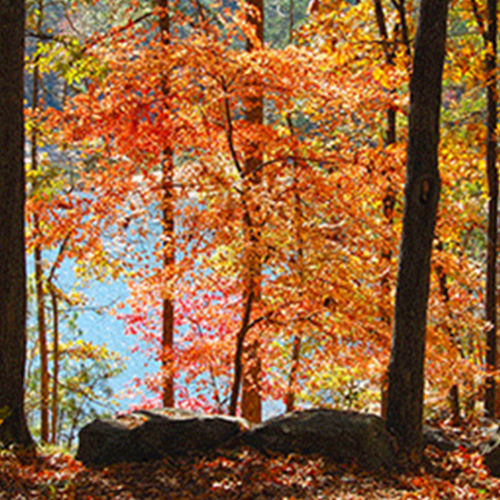 Murphy, NC Fall Color Report 2026