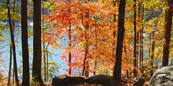 Murphy, NC Fall Color Report 2026