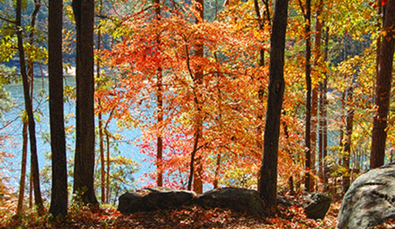Murphy, NC Fall Color Report 2026