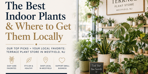 Best Indoor Plants & Terrace Plant Shop: Westfield &hellip;