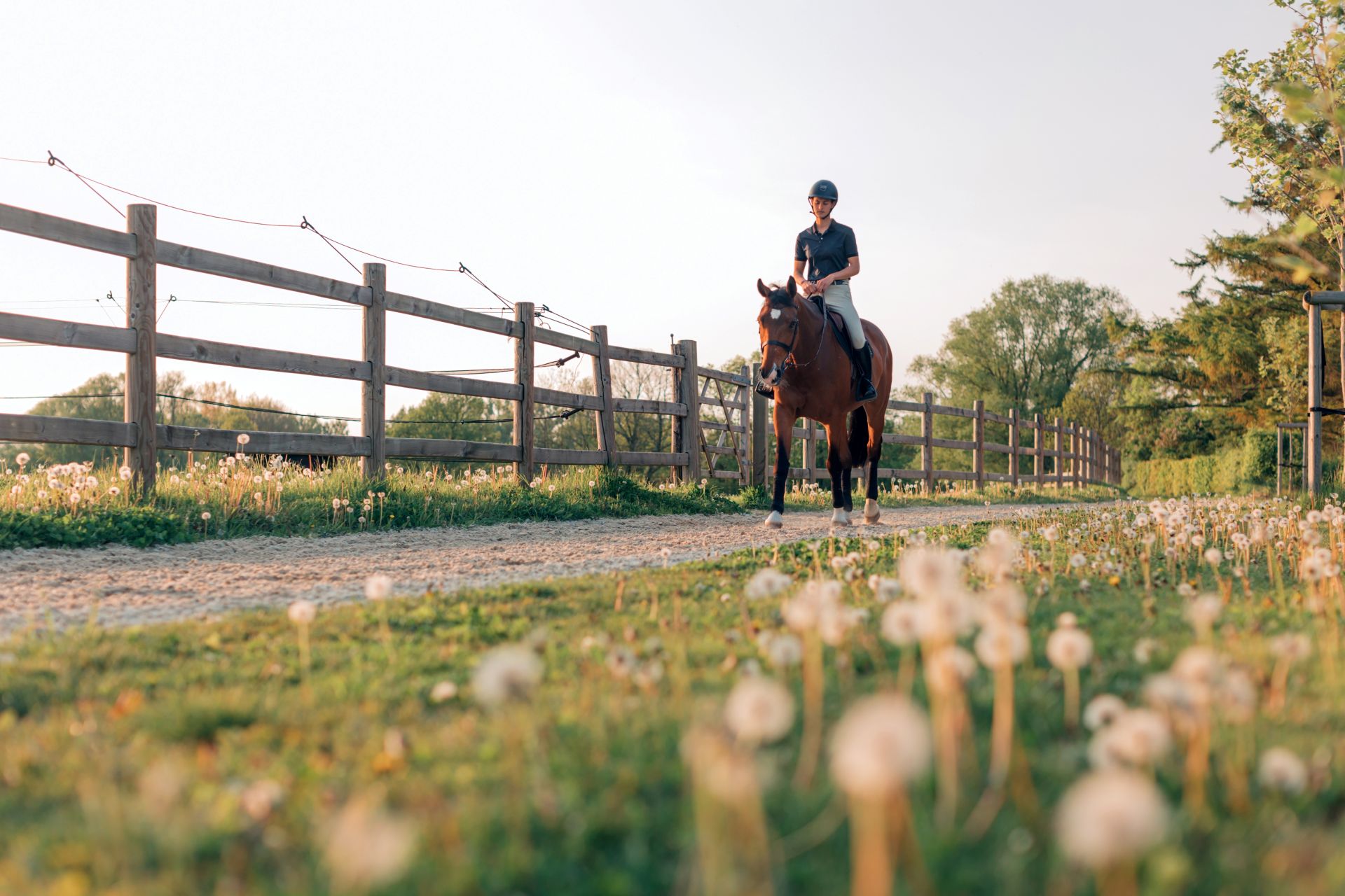 jockey woman rides her horse in the equestrian center