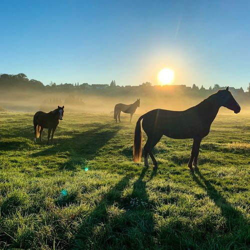 Waxhaw Horse Country: Equestrian Living South of Charlotte