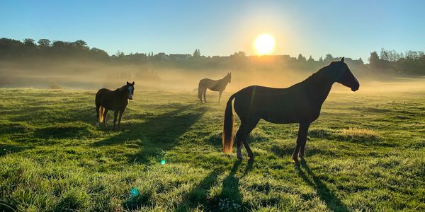 Waxhaw Horse Country: Equestrian Living South of Charlotte