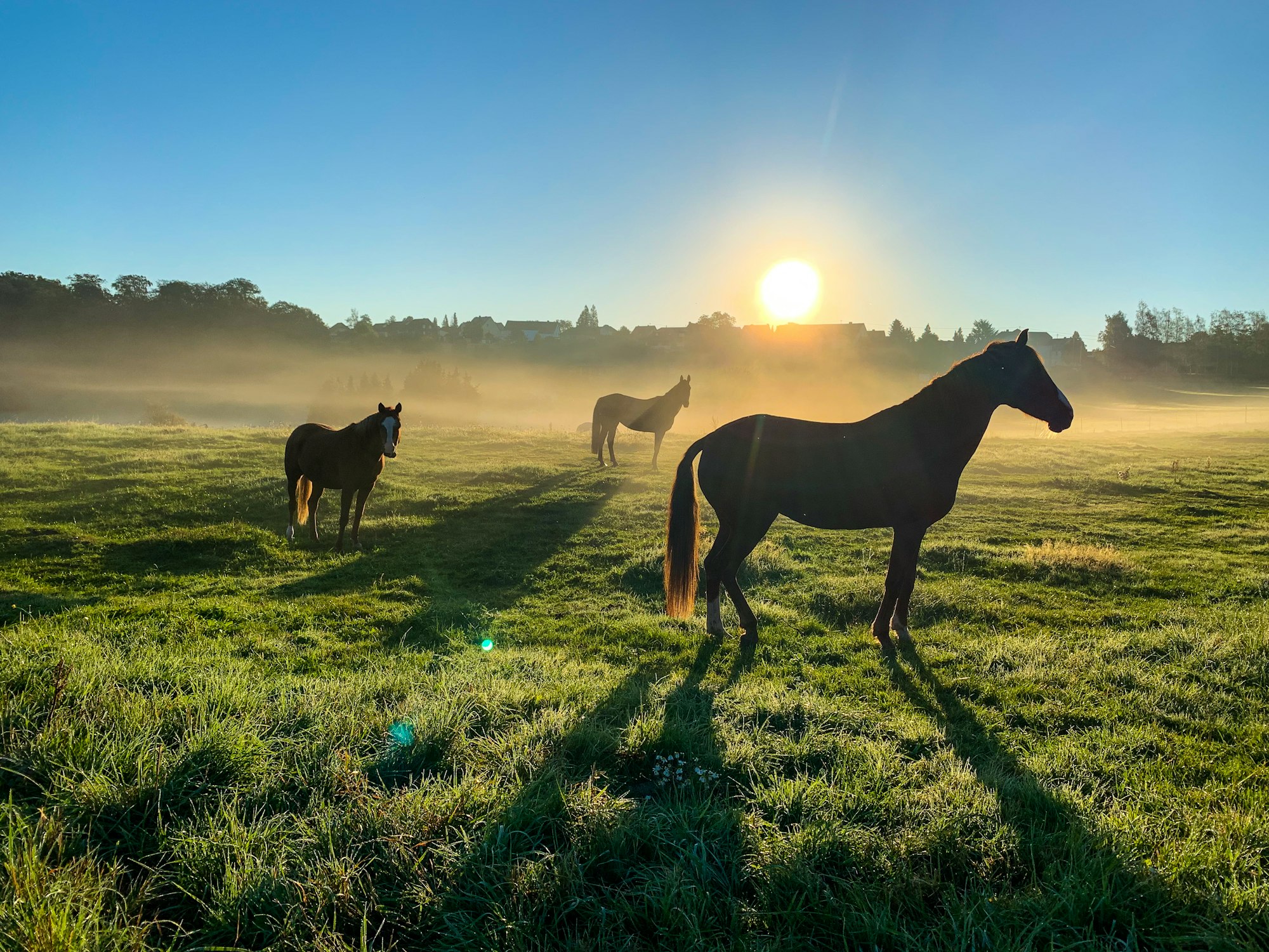 waxhaw-horse-country-sunrise-pasture