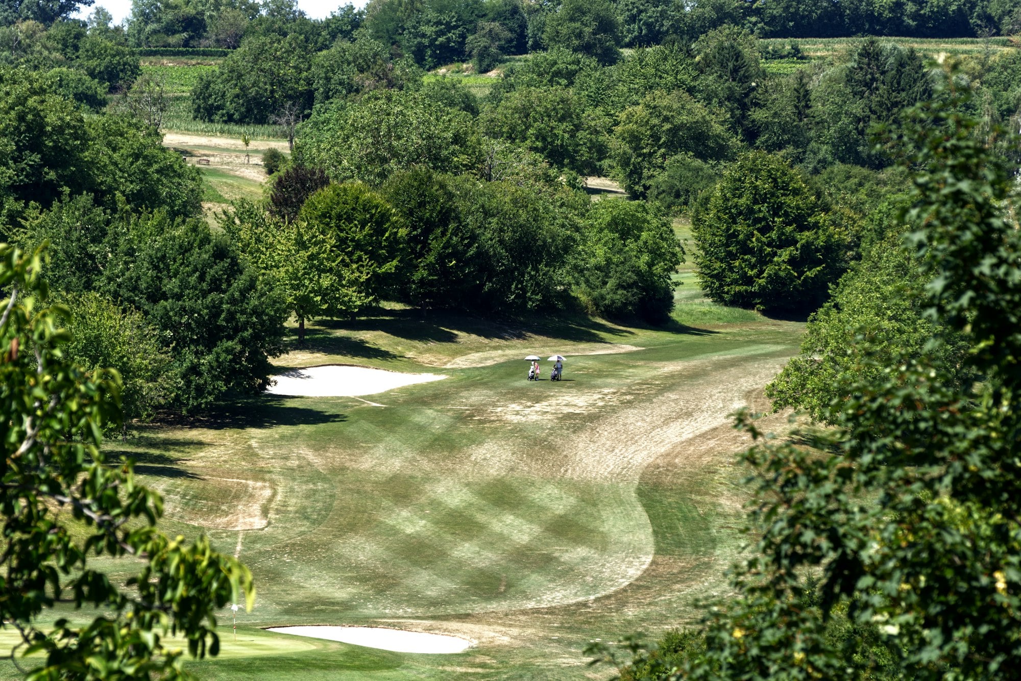 Tree-lined championship golf fairways in Quail Hollow, Charlotte