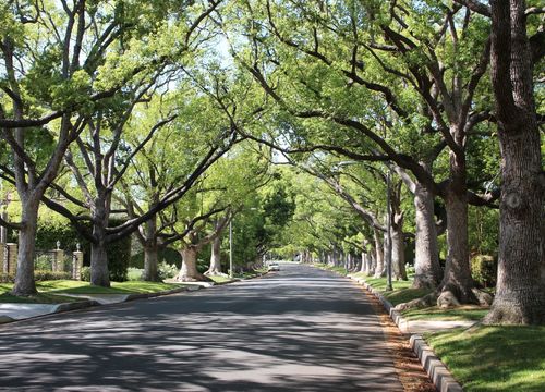 A tranquil residential street lined with lush green trees casting dappled sunlight and shadows on the road
